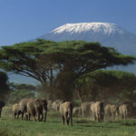Shadow of Kilimanjaro