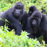 9 Day Rwanda Holiday Safari