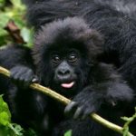 3 days trip to the Mountain Gorillas in Rwanda